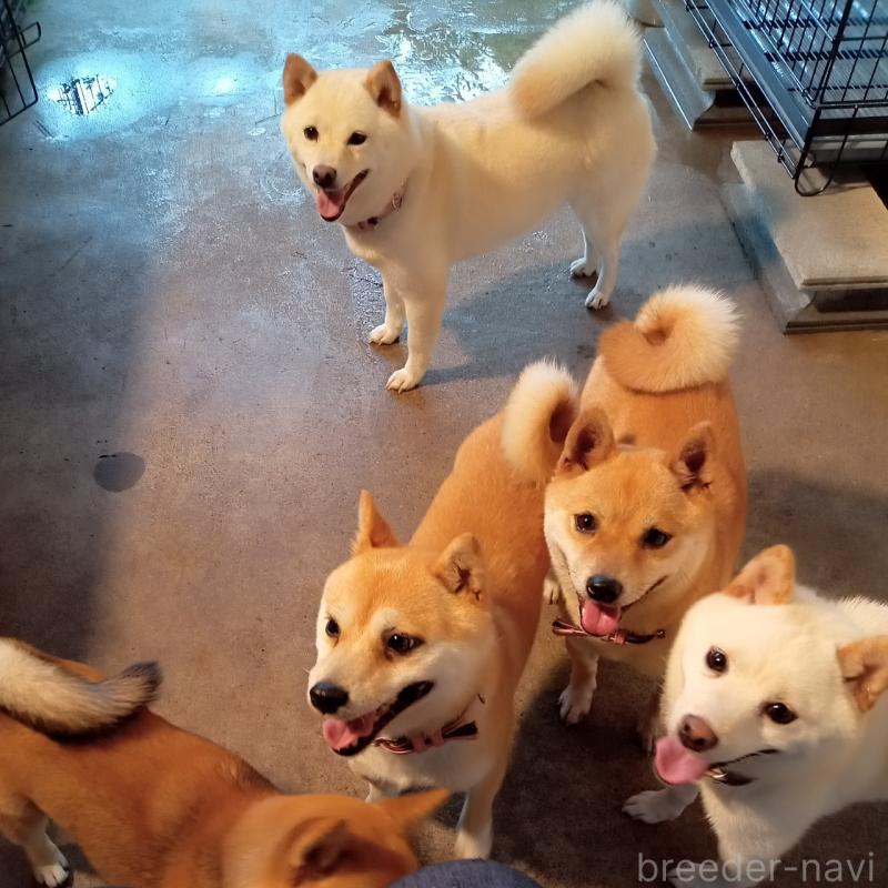 園田進一郎ブリーダーの詳細