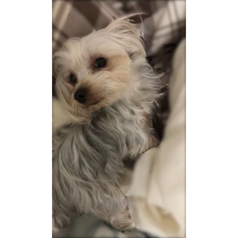 浮川紗代ブリーダーの詳細