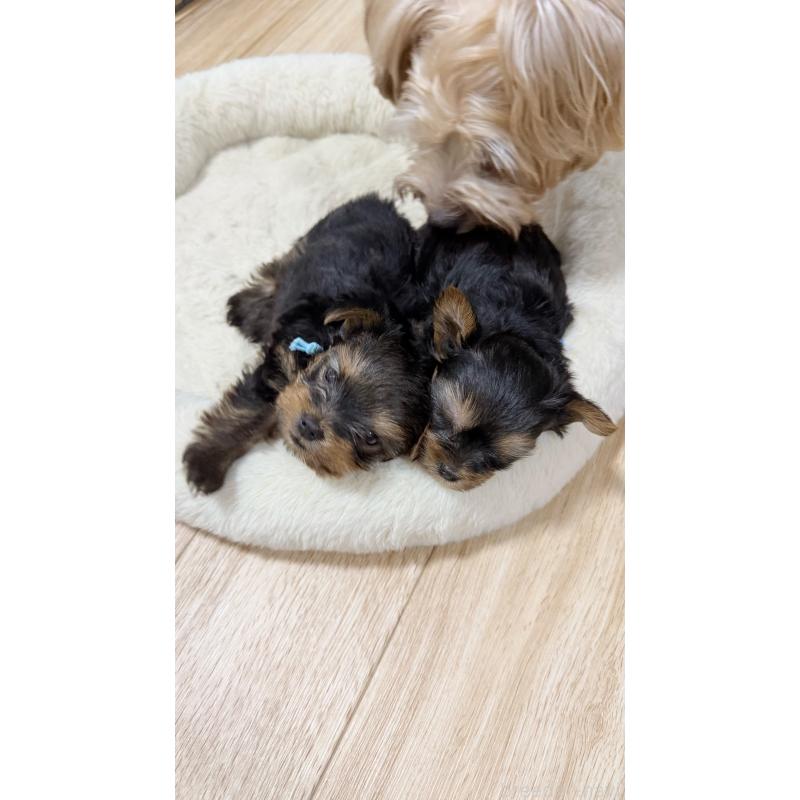 浮川紗代ブリーダーの詳細