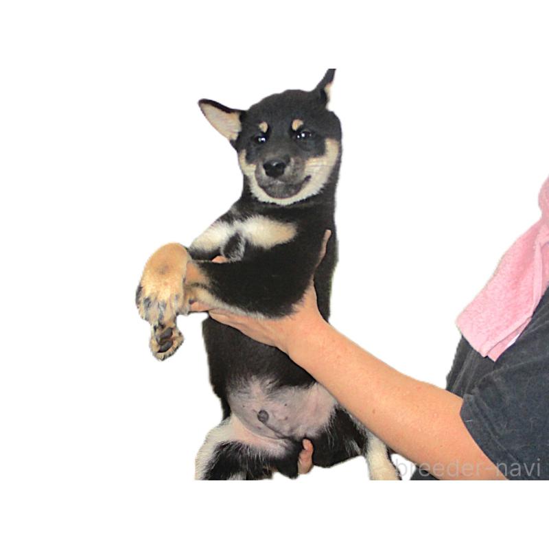 成約済の宮城県の柴犬-404341の6枚目