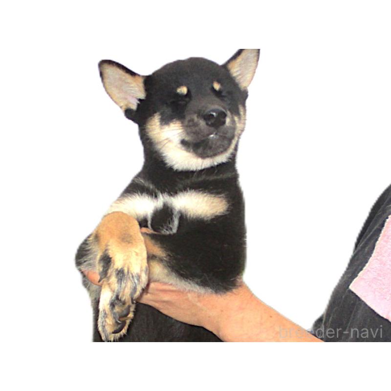 成約済の宮城県の柴犬-404341の5枚目