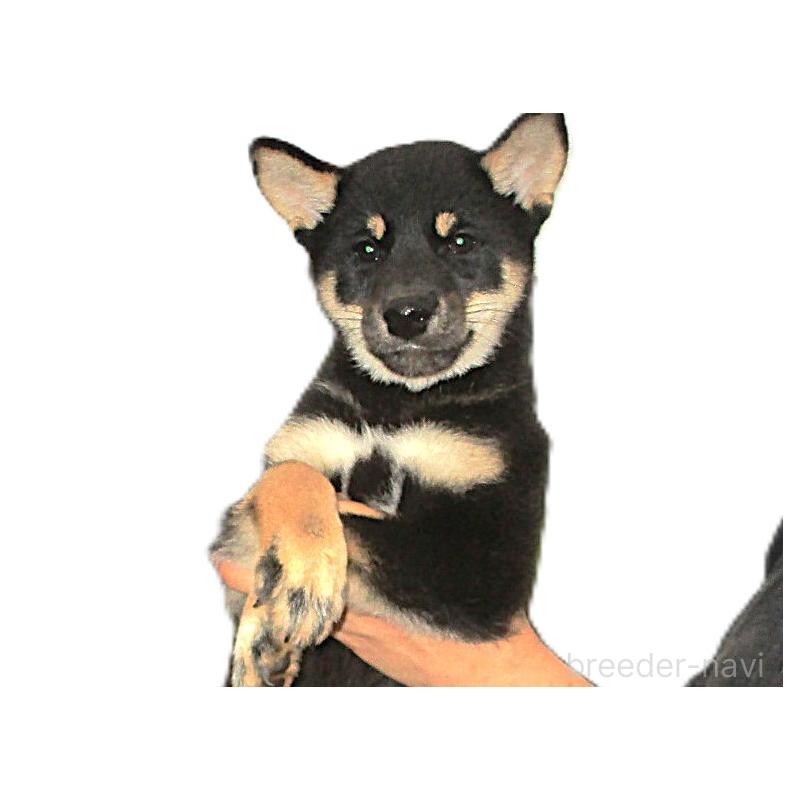 成約済の宮城県の柴犬-404341の4枚目