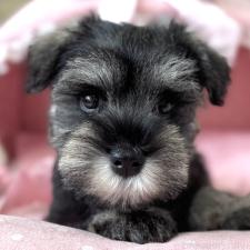 ミニチュアシュナウザーの子犬