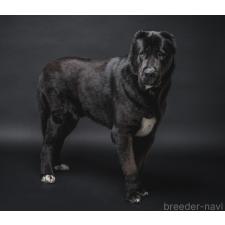 武智明子ブリーダー