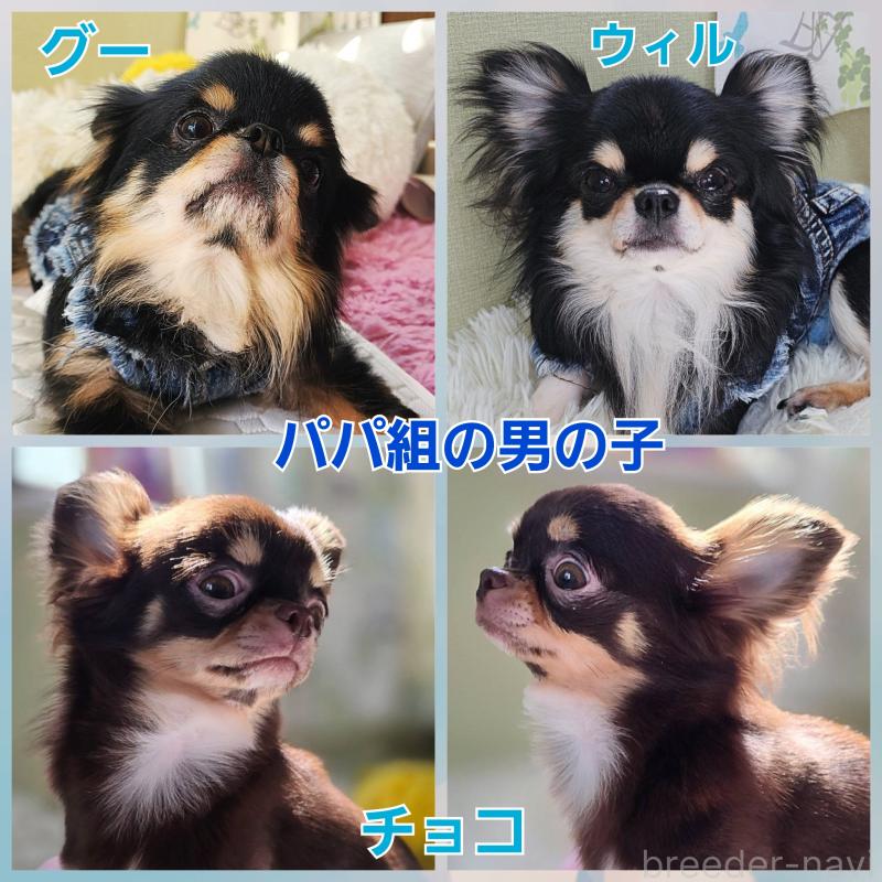 飯塚ゆかりブリーダーの詳細