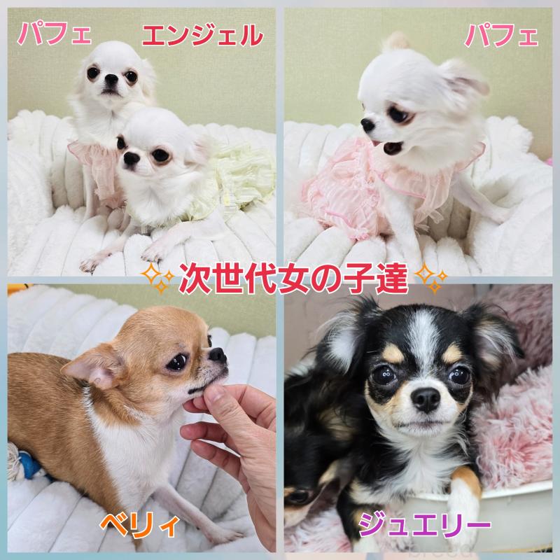 飯塚ゆかりブリーダーの詳細