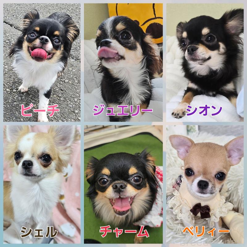 飯塚ゆかりブリーダーの詳細