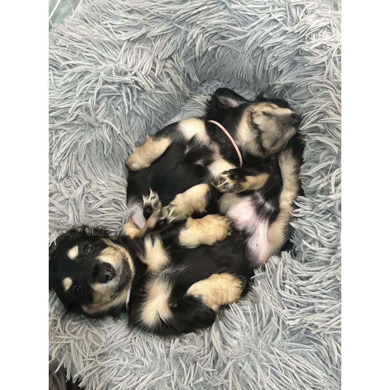 鈴木早苗ブリーダーの詳細の1枚目