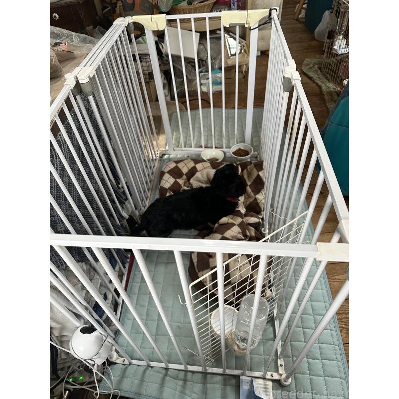 鈴木早苗ブリーダーの詳細