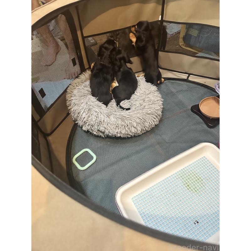 鈴木早苗ブリーダーの詳細