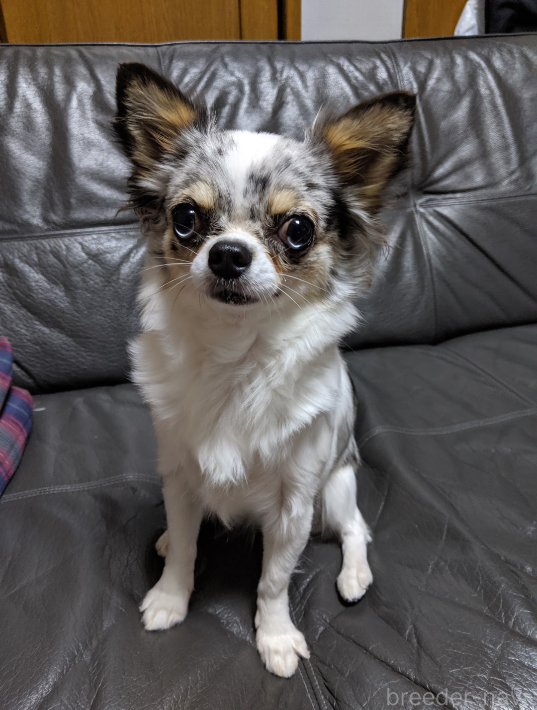 大竹ブリーダー