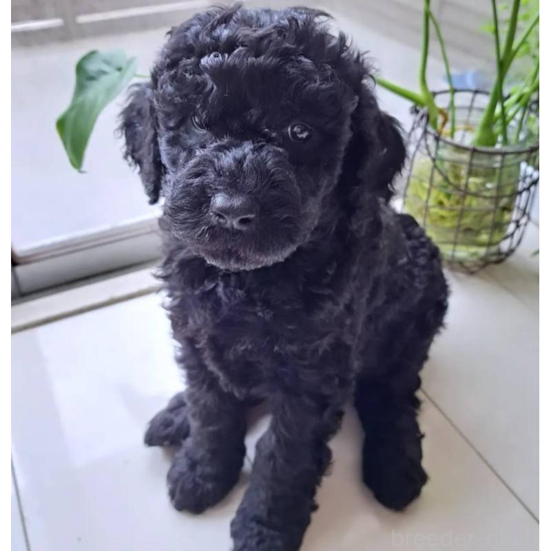 織田佳奈子ブリーダーの詳細