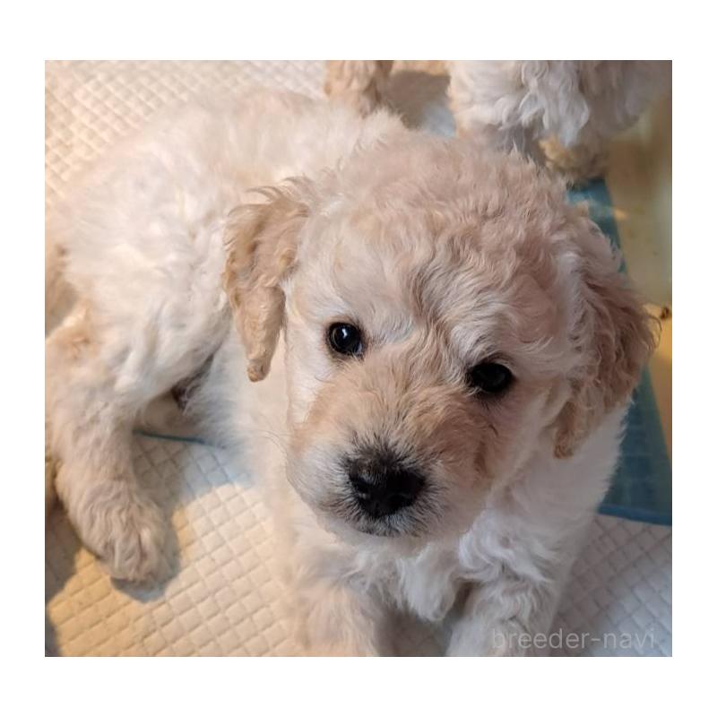 織田佳奈子ブリーダーの詳細