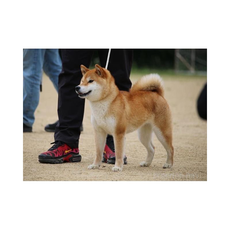 沼貴博ブリーダーの詳細の1枚目