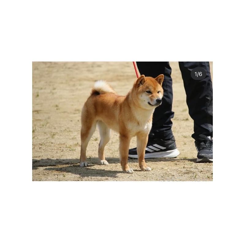 沼貴博ブリーダーの詳細