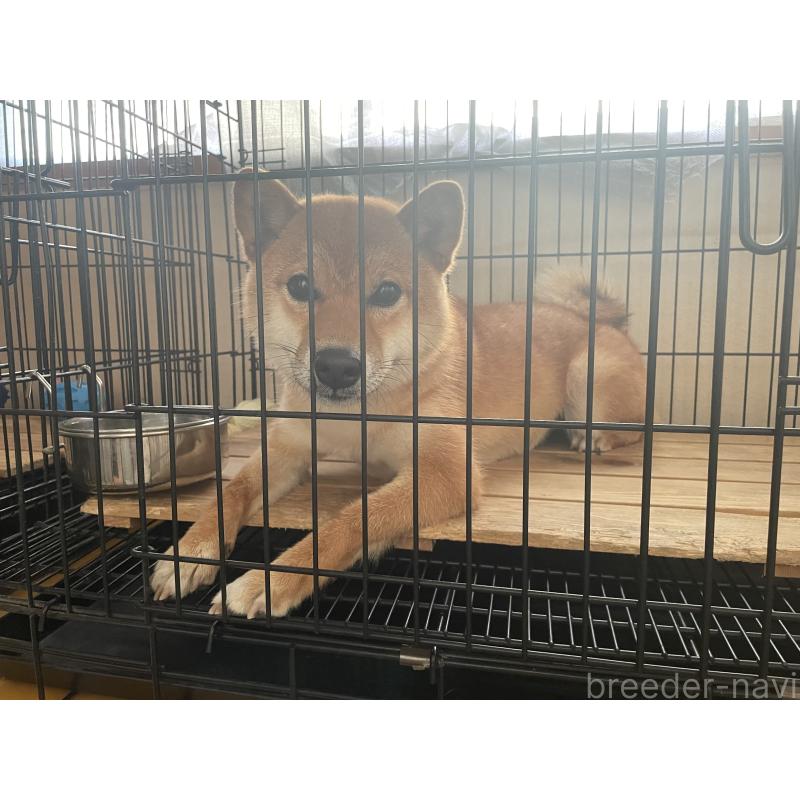 沼貴博ブリーダーの詳細