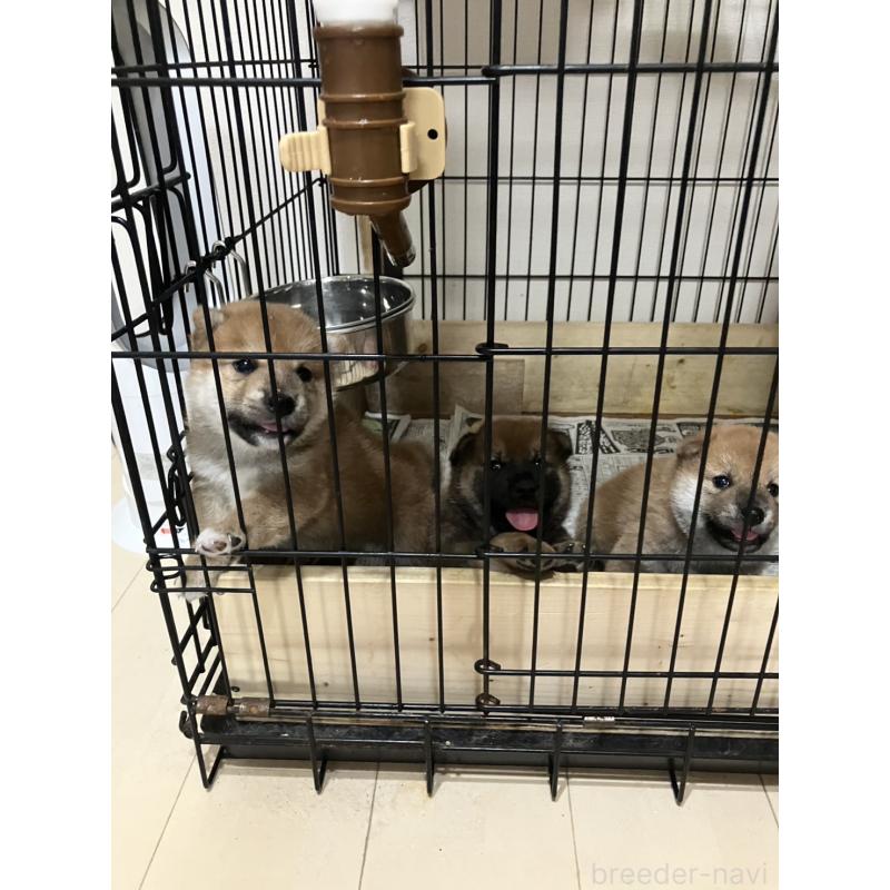 沼貴博ブリーダーの詳細