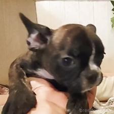 ♀︎フレンチブルドッグ