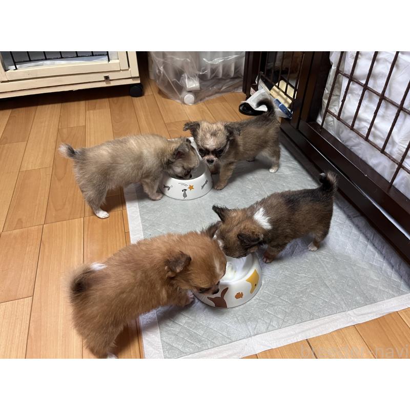 山田真司ブリーダーの詳細