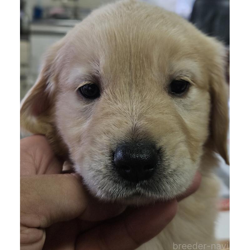 木藤好子ブリーダーの詳細の1枚目