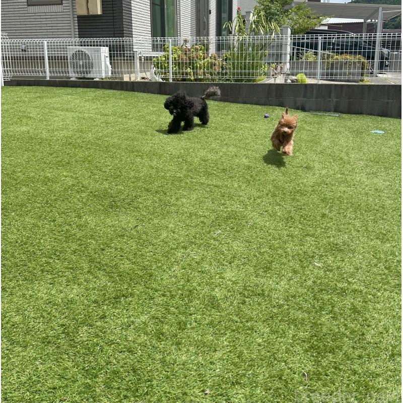 石川美奈ブリーダーの詳細