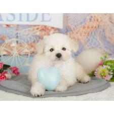 ♀︎タイニープードル