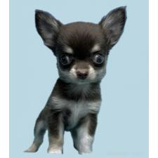 ♀︎チワワ(ロングコート)