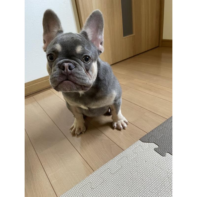 鈴木麻由子ブリーダーの詳細