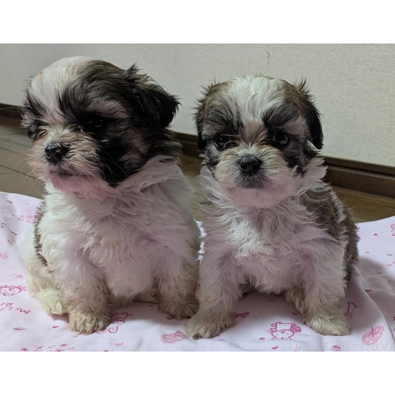 矢野都ブリーダーの詳細