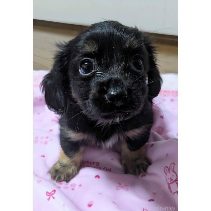 矢野都ブリーダーの詳細