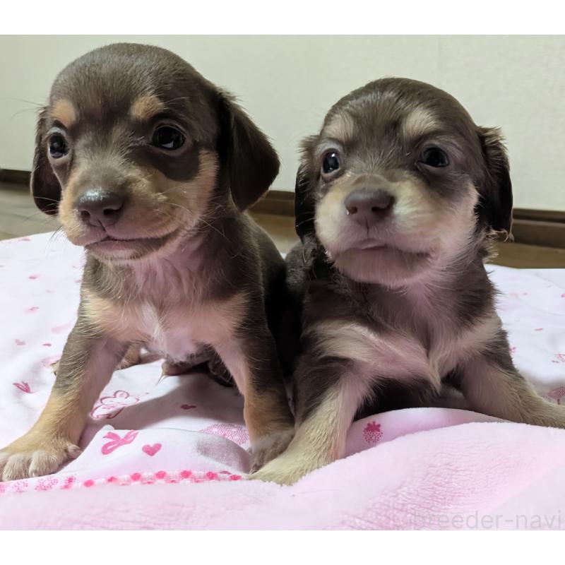 矢野都ブリーダーの詳細