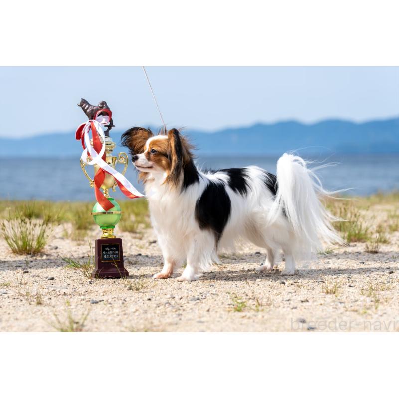 岡根ひとみブリーダーの詳細