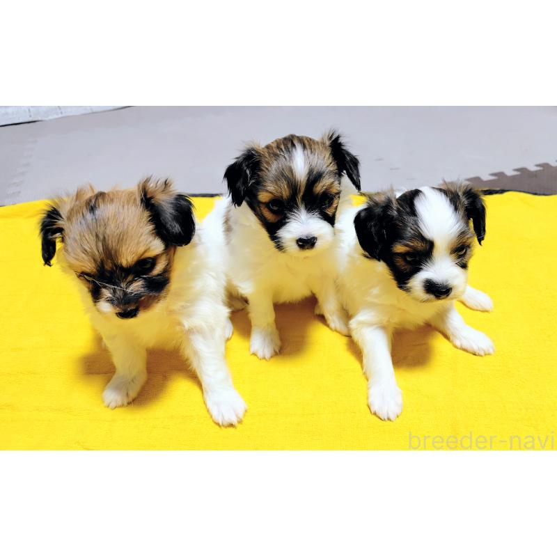 岡根ひとみブリーダーの詳細