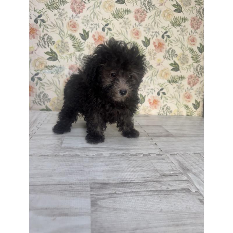 成約済の神奈川県のトイプードル-404012の3枚目