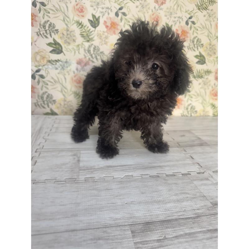 成約済の神奈川県のトイプードル-404012の2枚目