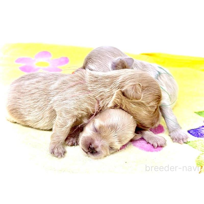 渡部有里ブリーダーの詳細の1枚目