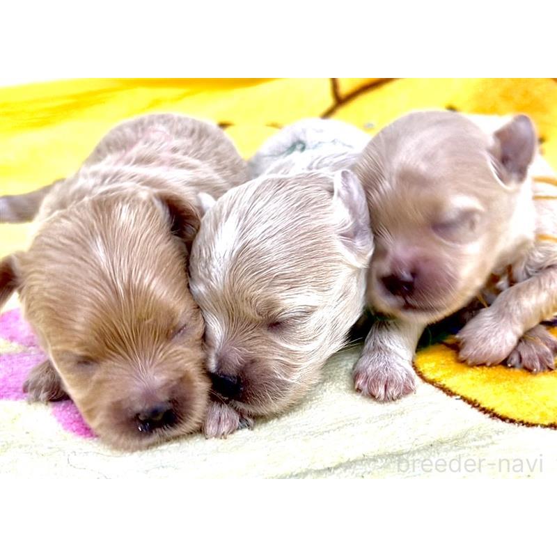 渡部有里ブリーダーの詳細