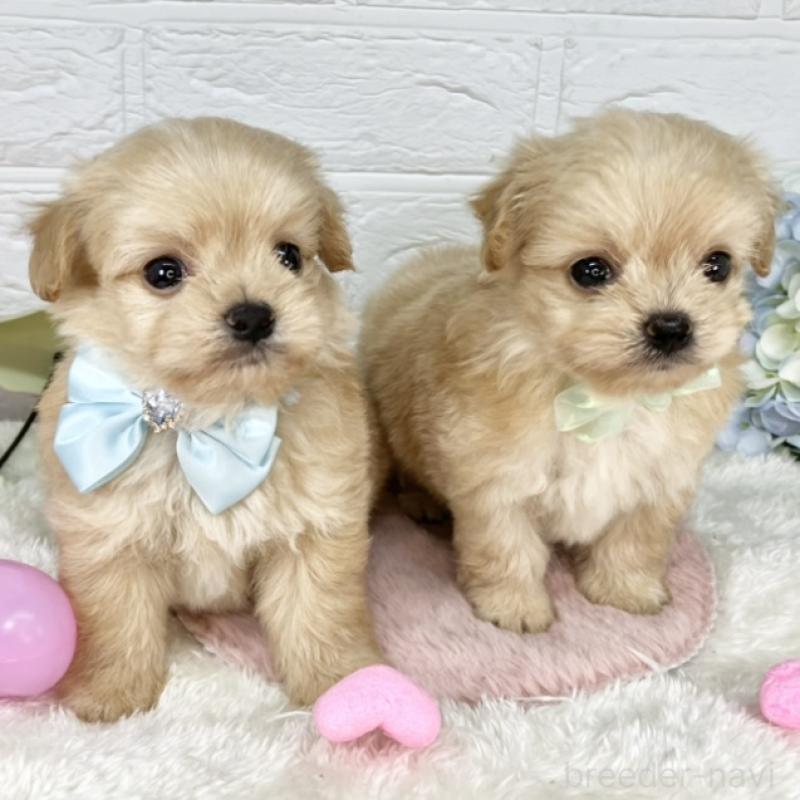 渡部有里ブリーダーの詳細