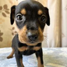 ♀︎ジャーマンピンシャー