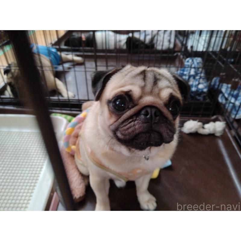 清水まがねブリーダーの詳細の1枚目