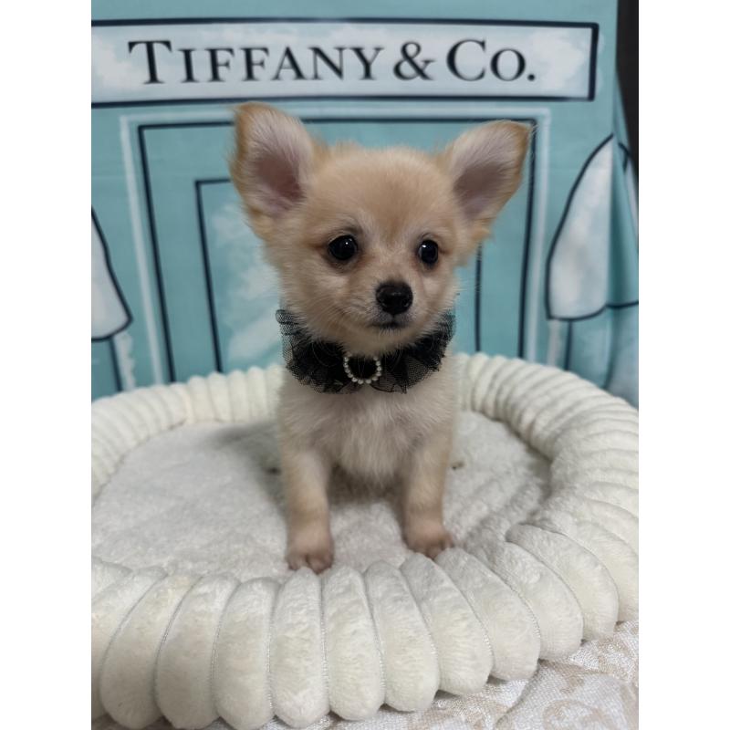 ポメチワ:ポメラニアン×チワワの子犬を探す｜ブリーダーナビ