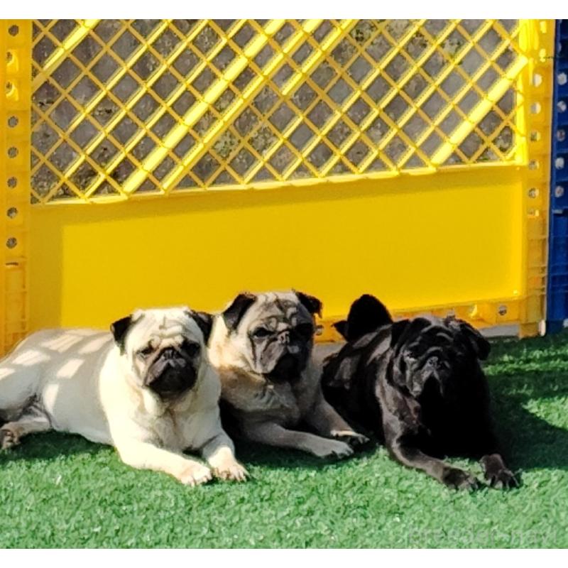 峰田美喜子ブリーダーの詳細の1枚目