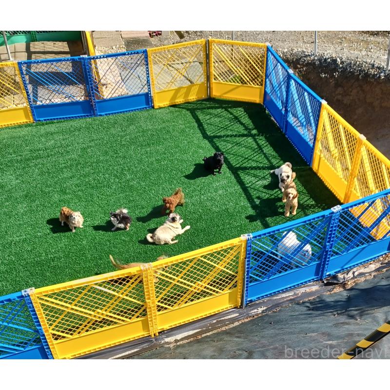 峰田美喜子ブリーダーの詳細