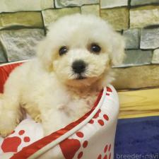 ♀︎ビションフリーゼ