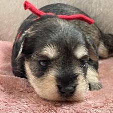 ♀︎ミニチュアシュナウザー