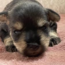 ♀︎ミニチュアシュナウザー