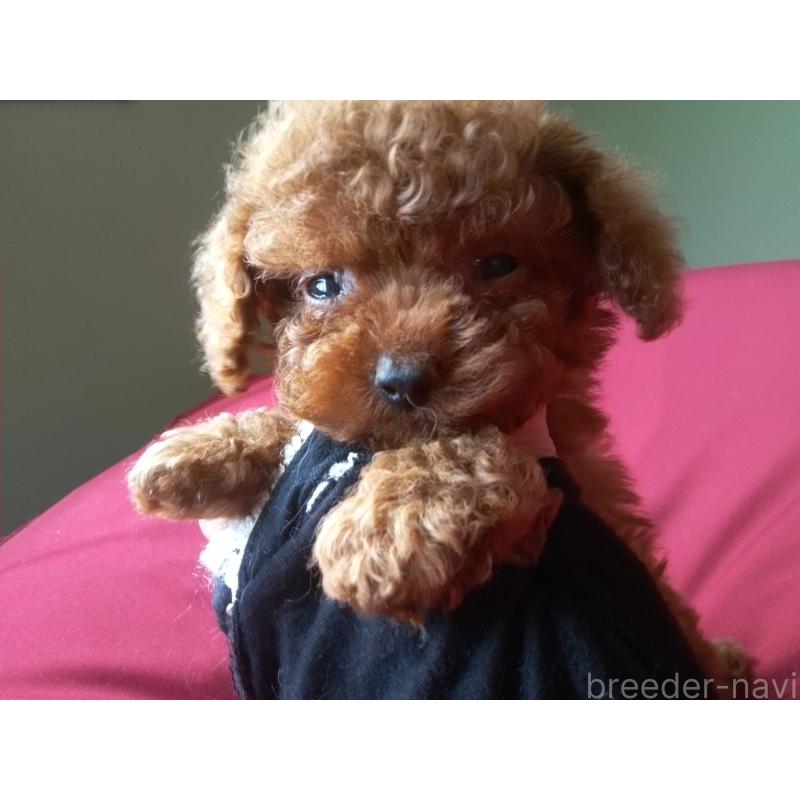 伊福恵子ブリーダーの詳細