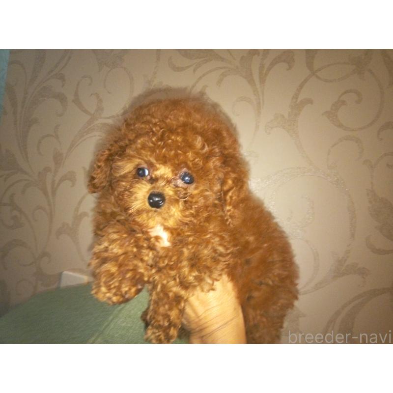 伊福恵子ブリーダーの詳細