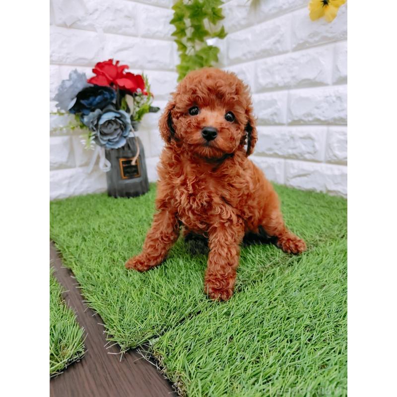 笹埜祐矢ブリーダーの詳細