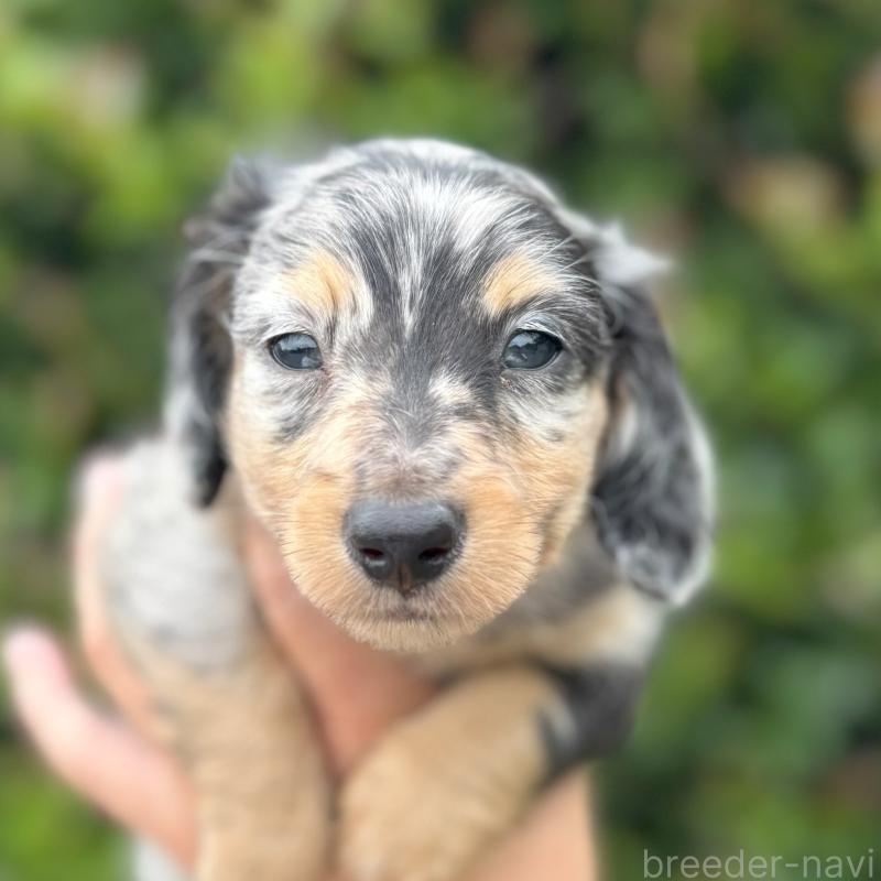 シルバーダップルのミニチュアダックスフンドの子犬を探す